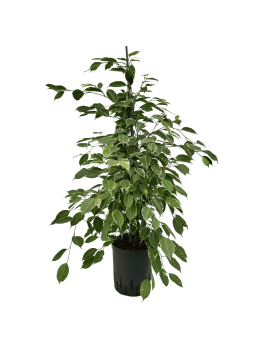 Ficus bunt in Hydrokultur